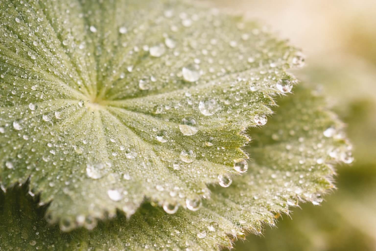 Alchemilka obyčajná – tradičná bylinka pre ženský komfort