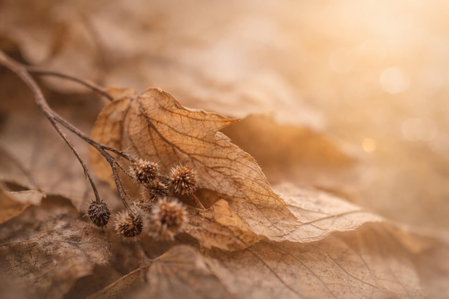 Luteálna fáza – citlivé obdobie cyklu