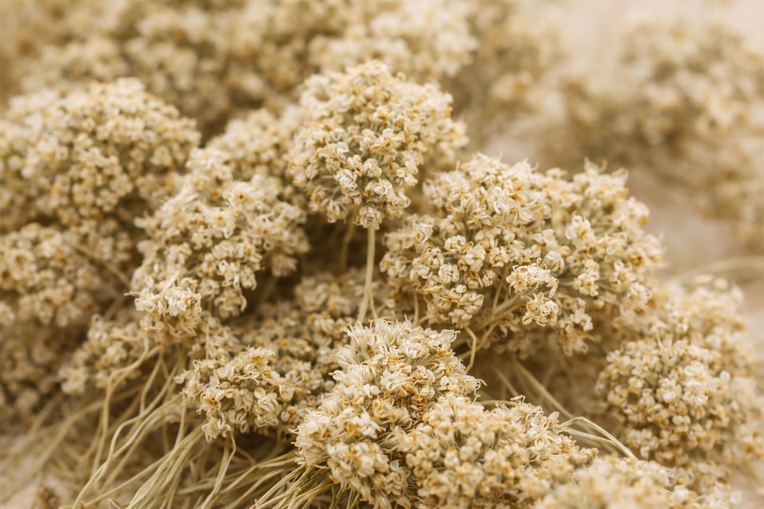 Rebríček obyčajný – tradičná bylina pre pravidelnosť a rovnováhu